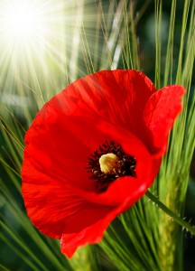 red poppy